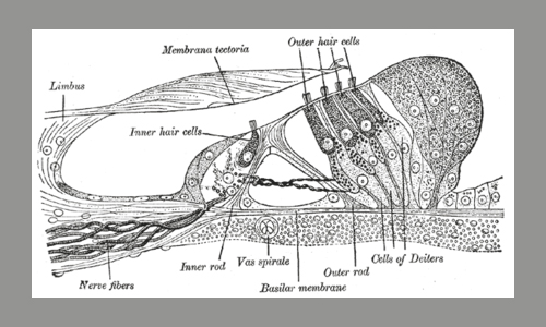 Inner hair cells IHCs  Stucture  Cochlea