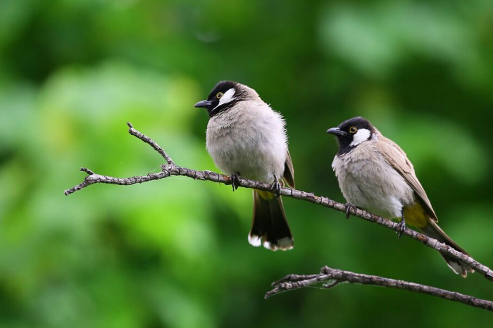 How can hearing aids come handy for Birdwatching?